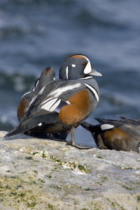 Harlequin Duck
