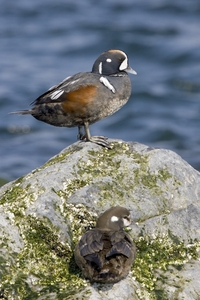 Harlequin Duck