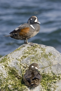 Harlequin Duck