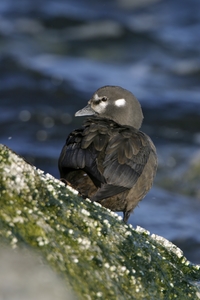 Harlequin Duck