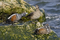 Harlequin Duck