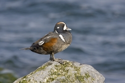 Harlequin Duck