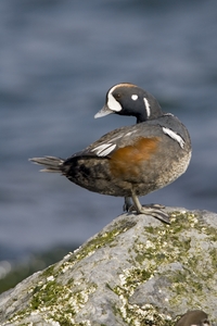 Harlequin Duck