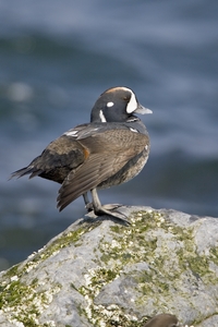 Harlequin Duck
