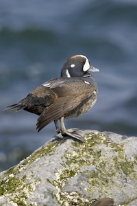 Harlequin Duck