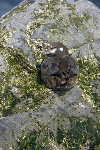 Harlequin Duck