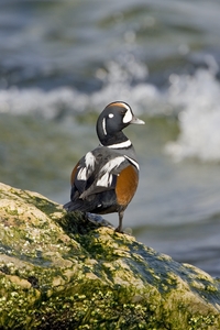 Harlequin Duck