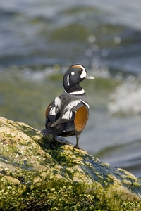 Harlequin Duck