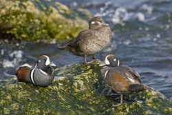 Harlequin Duck