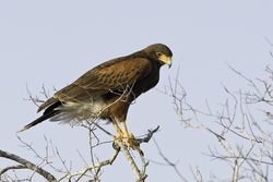 Harriss Hawk