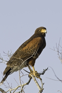 Harriss Hawk