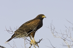 Harriss Hawk