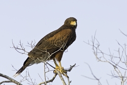 Harriss Hawk