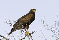 Harriss Hawk