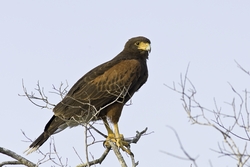 Harriss Hawk