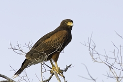 Harriss Hawk