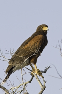 Harriss Hawk