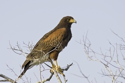Harriss Hawk