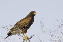 Harriss Hawk