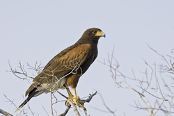 Harriss Hawk
