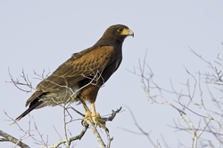 Harriss Hawk
