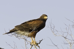 Harriss Hawk