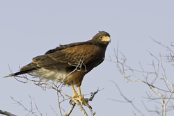 Harriss Hawk