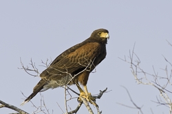 Harriss Hawk