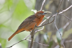 Hepatic Tanager