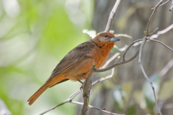 Hepatic Tanager