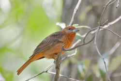 Hepatic Tanager