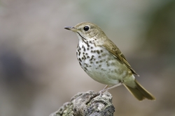 Hermit Thrush