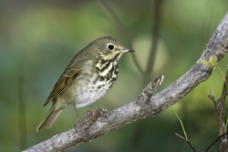 Hermit Thrush