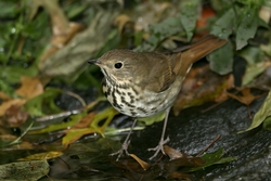 Hermit Thrush