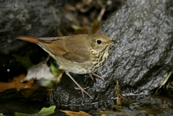 Hermit Thrush