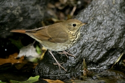 Hermit Thrush