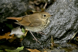Hermit Thrush