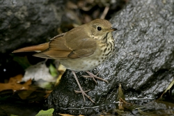 Hermit Thrush