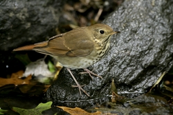 Hermit Thrush
