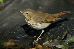 Hermit Thrush