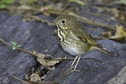 Hermit Thrush