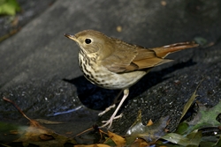 Hermit Thrush