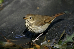 Hermit Thrush