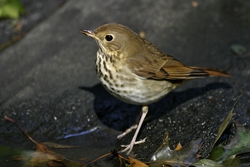 Hermit Thrush