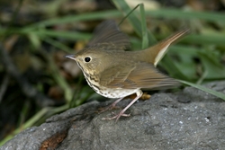 Hermit Thrush