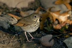 Hermit Thrush