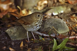 Hermit Thrush