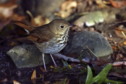 Hermit Thrush