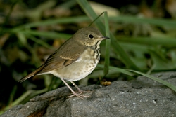 Hermit Thrush