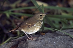 Hermit Thrush